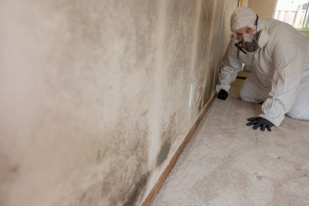  Hawley, MN Mold Removal Pros